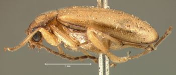 Media type: image; Entomology 18402   Aspect: habitus lateral view